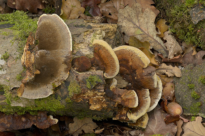 Inonotus cuticularis